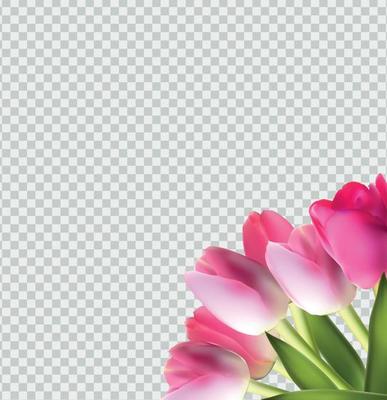 Beautiful Pink Realistic Tulip on Transparent Background Vector Illustration