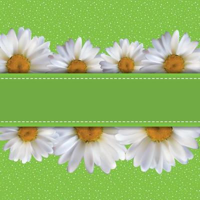 Abstract Chamomile Flowers Natural Spring and Summer Background 3D Realistic Vector Iillustration