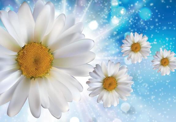 Abstract Chamomile Flowers Natural Spring and Summer Background 3D Realistic Vector Iillustration