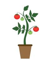 Garden Background Vector Illustration. Growing Bush of Tomatoes Plant in Modern Flat Style