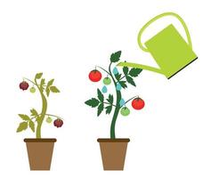 Garden Background Vector Illustration. Growing Bush of Tomatoes Plant in Modern Flat Style