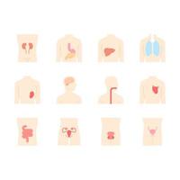 Conjunto de iconos de colores de larga sombra de diseño plano de órganos humanos sanos. garganta y pulmones en buen estado de salud. funcionamiento del corazón y la vejiga urinaria. hígado sano. ilustraciones de silueta de vector