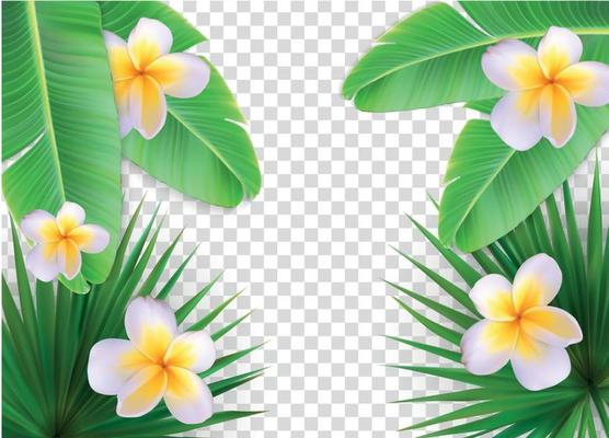 Summer Natural Floral Frame on Transparent Background Vector Illustration