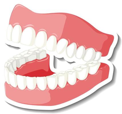 Teeth with gum model on white background