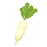 Food vegetable daikon radish vector