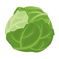 Food vegetable cabbage vector