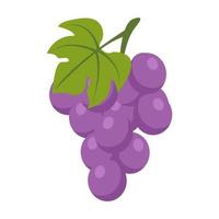 fruta uva morada vector