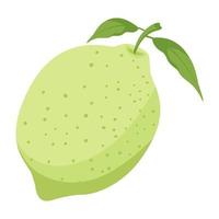 fruit green lemon vector