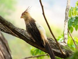 Guira Cuckoo on tree branch photographed in Brazilian Atlantic Rainforest. Bird of Brazil fauna photo