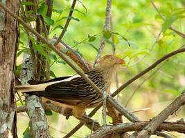 Guira Cuckoo on tree branch photographed in Brazilian Atlantic Rainforest. Bird of Brazil fauna photo