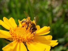 primer plano, abeja, polinización, flor amarilla, en, hermoso, jardín foto