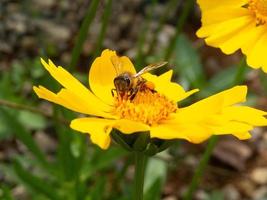 closeup bee pollinating yellow flower in beautiful garden photo