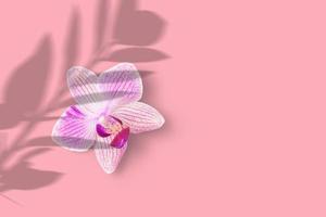 primer plano de la flor de la orquídea rosa cymbidium aislado sobre fondo rosa.