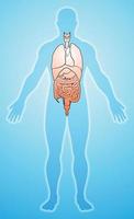 The image of the human internal organs is shown in the correct position. vector