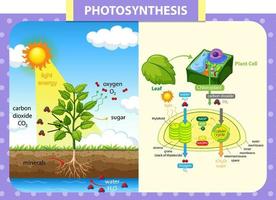 Diagrama que muestra el proceso de fotosíntesis en planta.