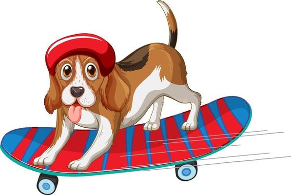 Beagle dog wears helmet standing on skateboard