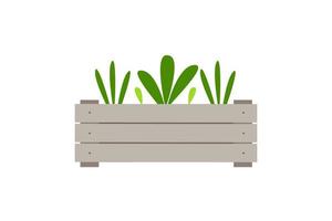 Wooden box with seedlings. Isolate on a white background. Vector illustration.