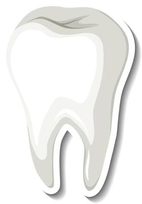 Isolated white tooth on white background