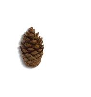 Top up view of pine cones isolated on white background. suitable for your design element. photo