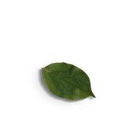 Top up view isolated green leaves on white background.fit for your design element. photo