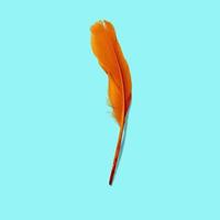 Top up view orange bird feather isolated on tosca background. back to school concept equipment. photo