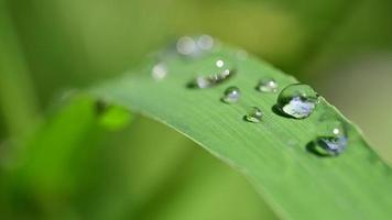 Macro water droplets on leaves in nature video