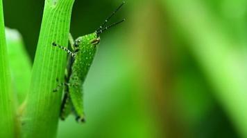 Macro grasshopper in nature video