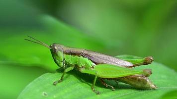 saltamontes macro en la naturaleza video