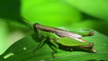 Macro grasshopper in nature video