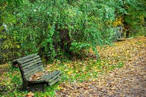 path in the park with dry leaves and bench