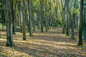 árboles en el parque con hojas secas en el suelo. foto