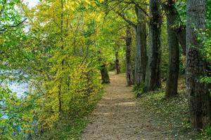 path in the forest covered with dry leaves photo