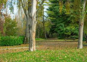 park with pathway, trees, dry leaves and grass photo