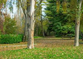 parque con camino, árboles, hojas secas y césped foto