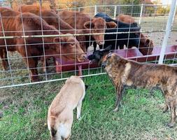 Calves meet dogs in the corral on a small farm photo