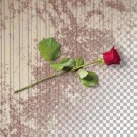 Close up view red rose with petals isolated photo