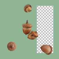 Set of dry acorn isolated on transparent photo