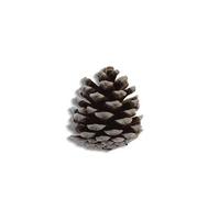 Top up view of pine cones isolated on white background. suitable for your design element. photo