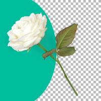 Top up view isolated white rose with leafs photo