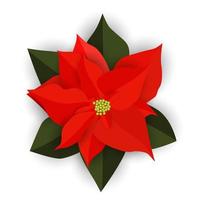 Red Christmas poinsettia flower isolated on white background. Vector Illustration