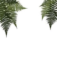 Fern Leaf Vector Background Illustration