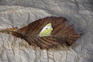 Yellow butterfly on a dry fallen leaf. photo