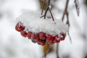 Rowan branch in the snow. photo