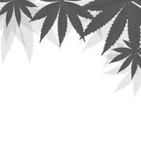 Fondo de hojas de cannabis. ilustración vectorial
