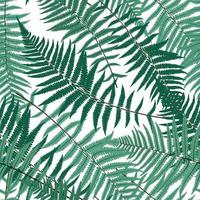 Fern Leaf Vector Fern Leaf Vector Seamless Pattern Background Illustration