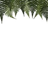 Fern Leaf Vector Background Illustration