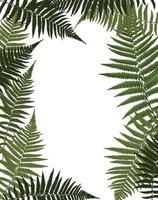 Fern Leaf Vector Background Illustration