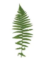 Naturalistic picture of Fern. Vector Illustration.