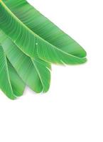 Naturalistic colorful leaf of banana palm. Vector Illustration.