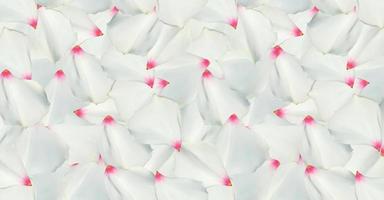 colorida hermosa flor blanca naturalista. ilustración vectorial. vector